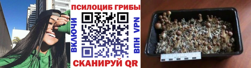 купить   Ейск  Галлюциногенные грибы Cubensis 